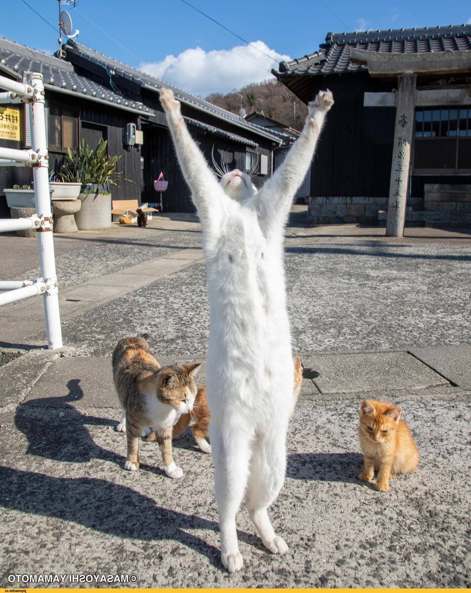 приколы с собаками, котята, милые видео, смешные и милые кошки, приколы кошки