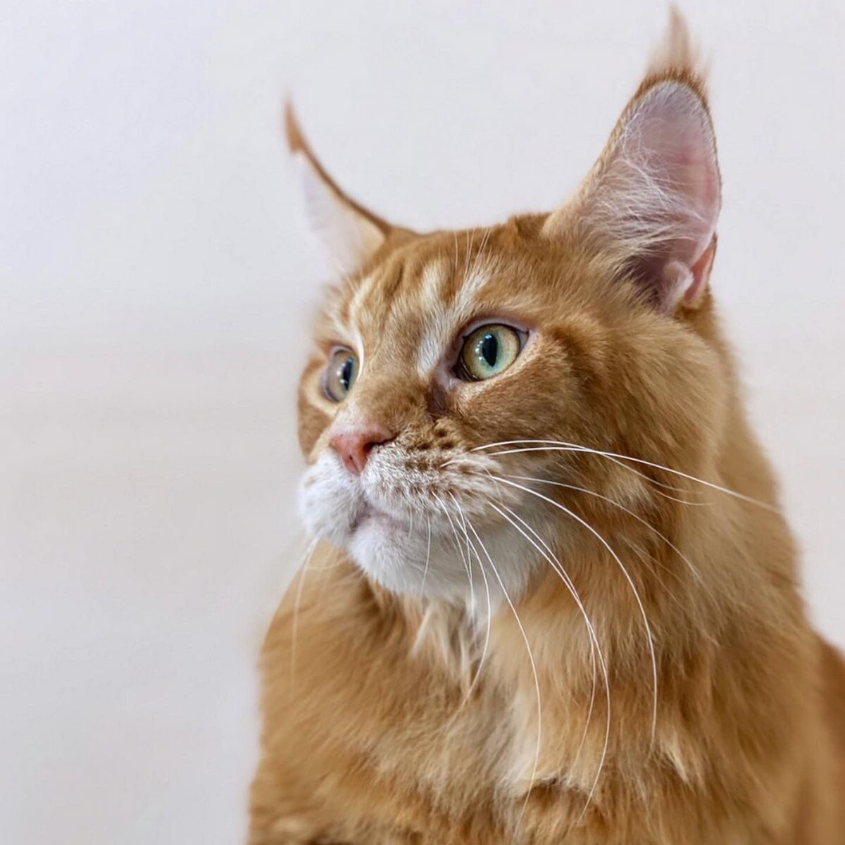 Выставочный груминг мейн-куна