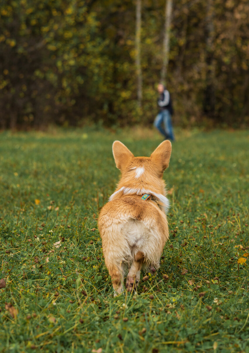 Рози весело бежит обниматься с мужчиной, но..о, нет! Она же ходит в наморднике — она идет с ним драться!
