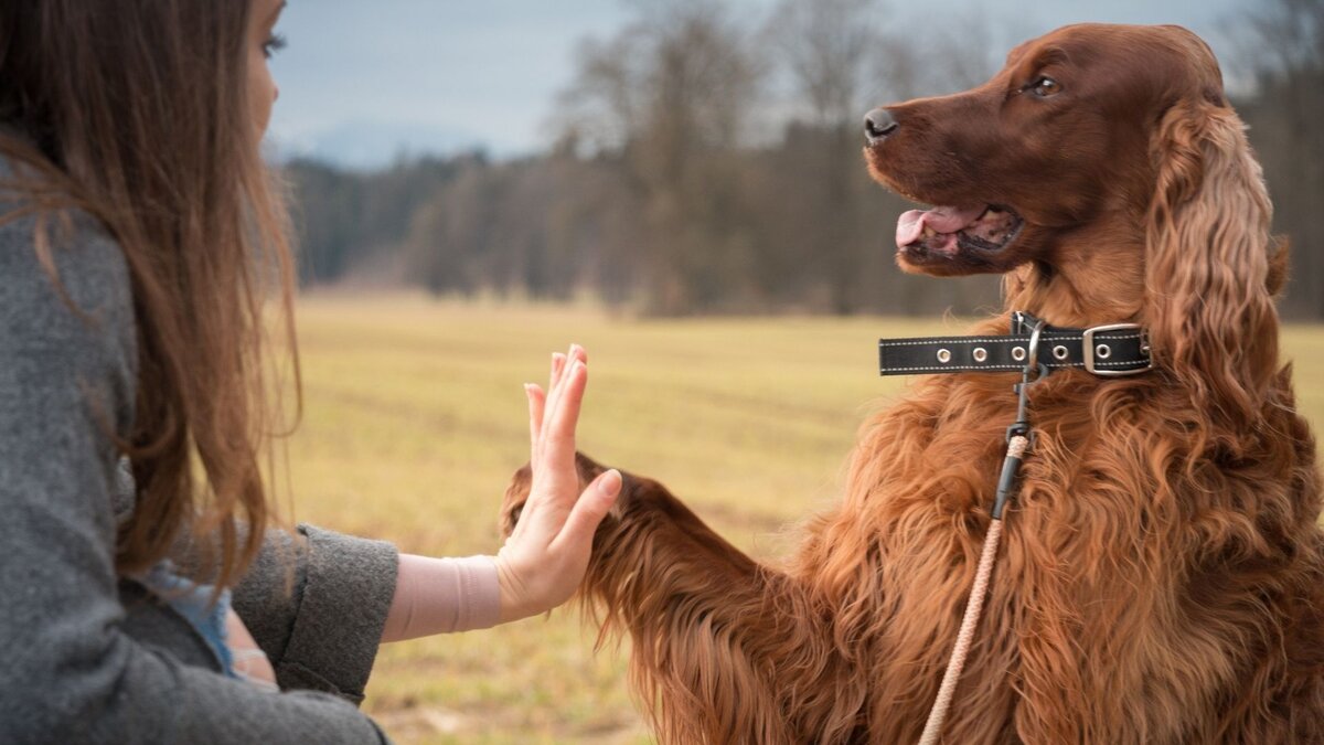 Собака с хозяйкой 