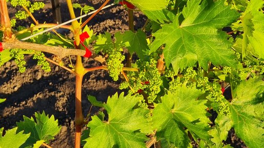 Давид алавердян схема обработки винограда