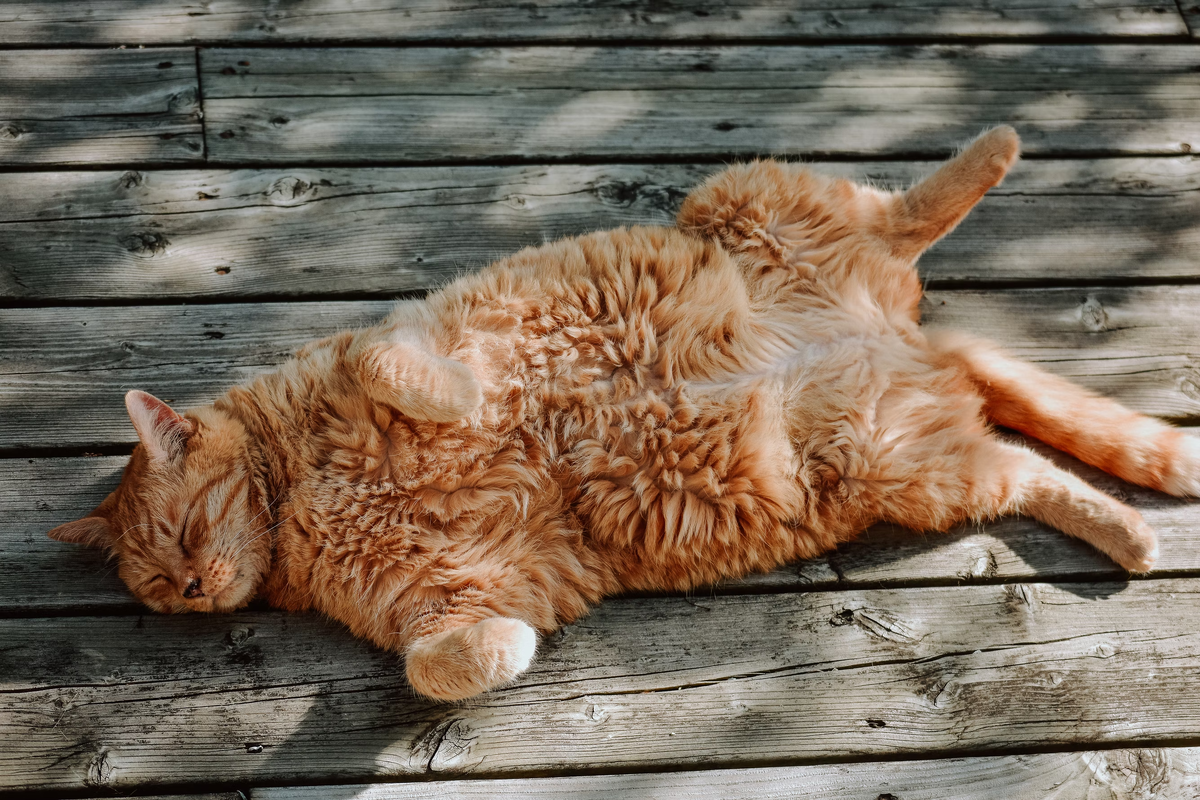 Почему кошка много спит? | Гульдог и Мурчалкин - заботливые сервисы для  ваших любимцев. | Дзен