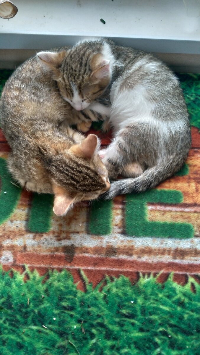 Тёмное и белое. Маоенькие деточки.