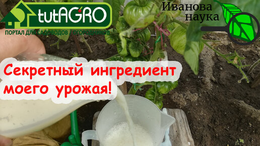 УРОЖАЙ ПОПРЁТ КАК НА ДРОЖЖАХ! СДЕЛАЙТЕ ЭТУ ПРОСТУЮ ПОДКОРМКУ ДОМАШНИМ СРЕДСТВОМ ОТ ВЕРШИНКИ, ФИТОФТОРОЗА и многих других болезней!