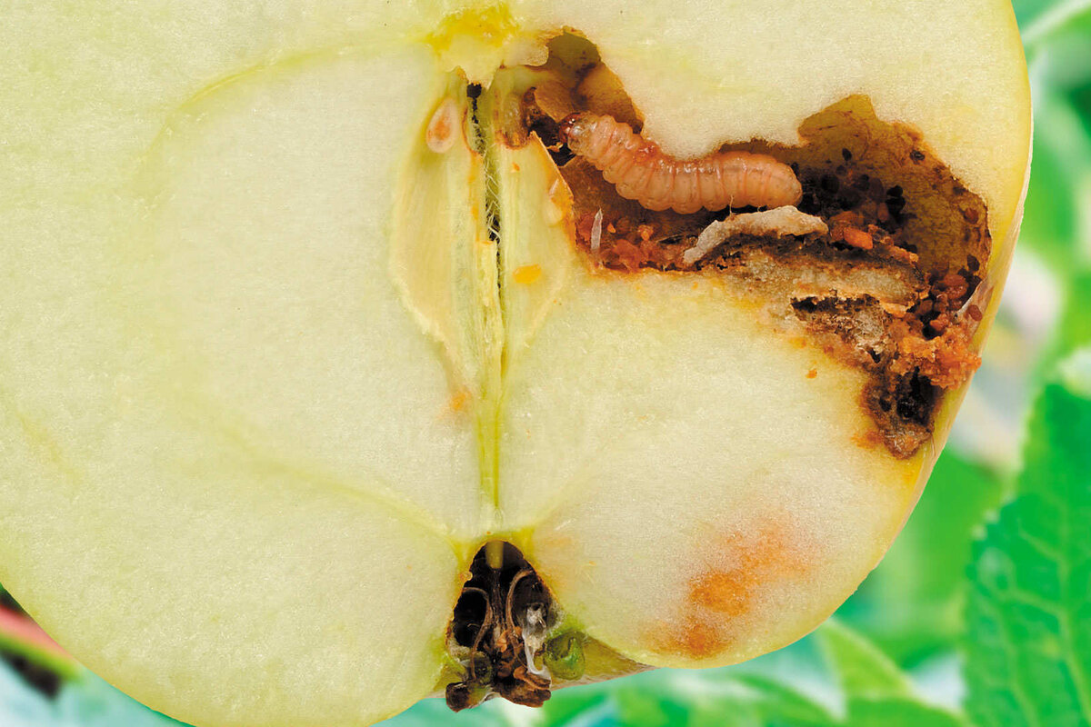     Яблонная плодожорка: как защитить сад от ненасытного вредителя