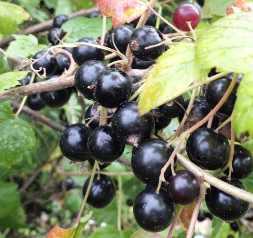 Ягоды сорта Ядреная — размером с вишню.