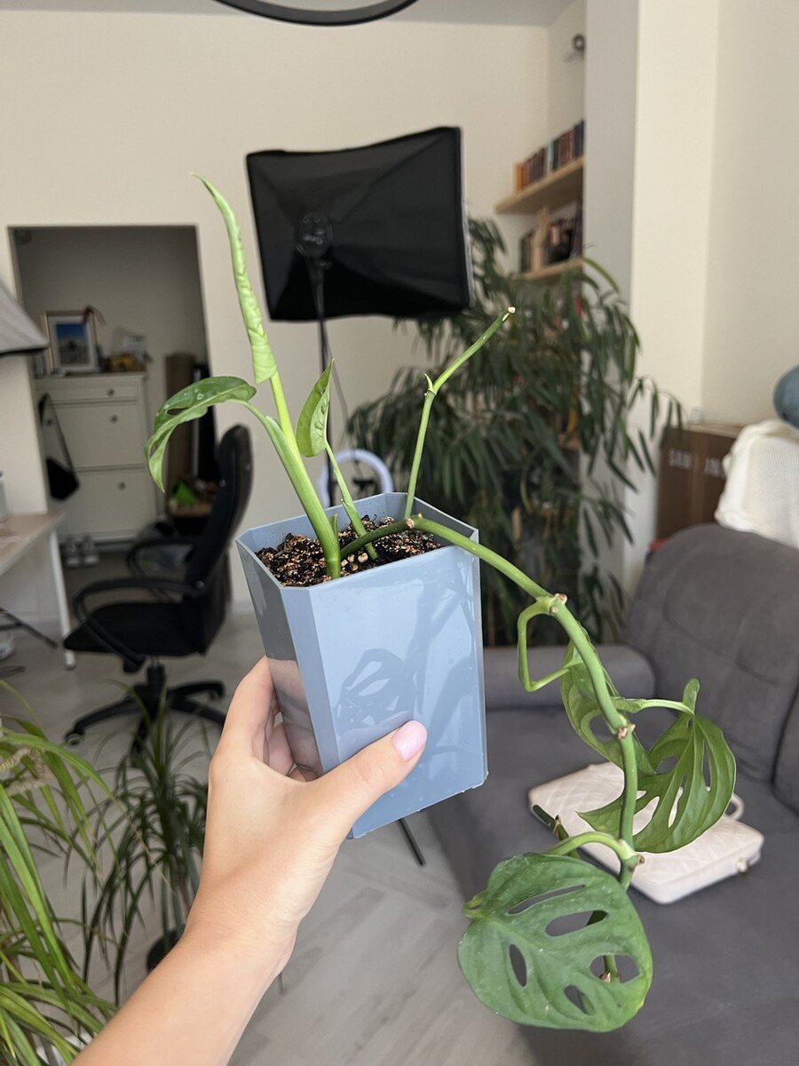 видимо убитые цветы именно так выглядят