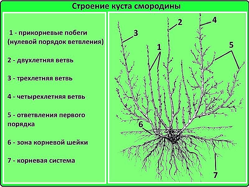 фото из интернета