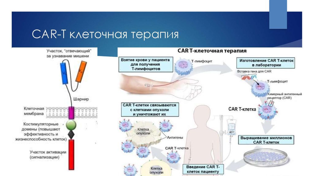 Карта клеточная терапия