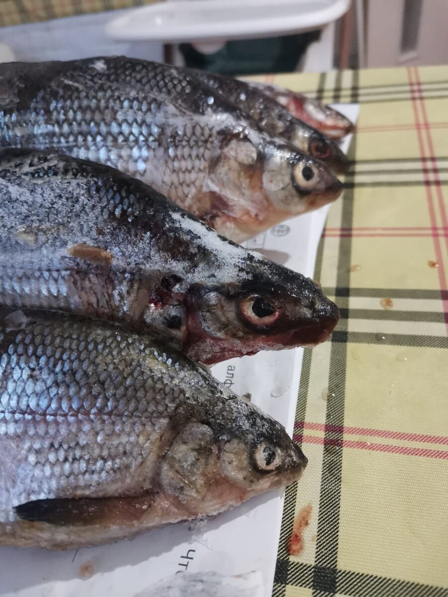 Свеженькие сиги