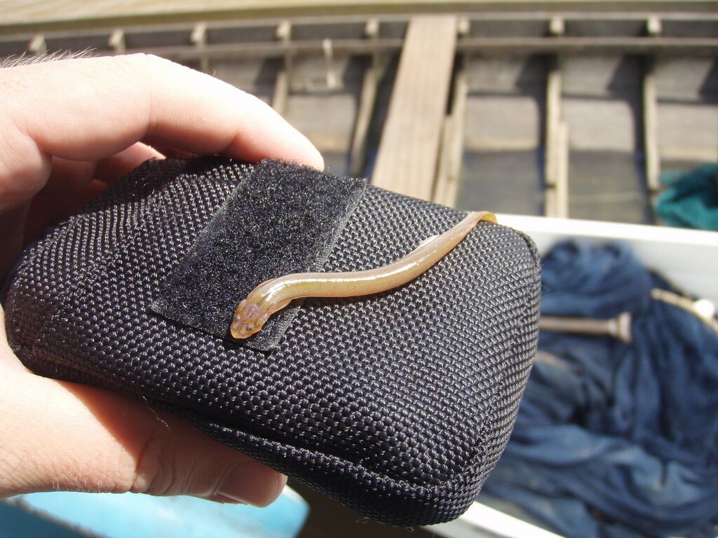 Фото с сайта: https://img-fotki.yandex.ru