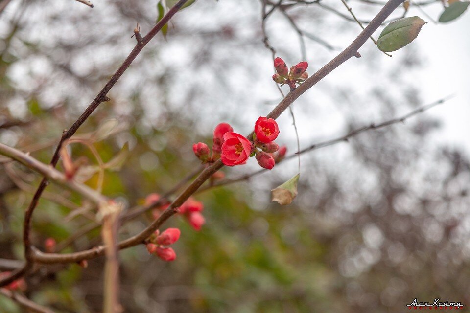     На ЮБК цветет айва японская. Фото: Алекс Кедми/VK