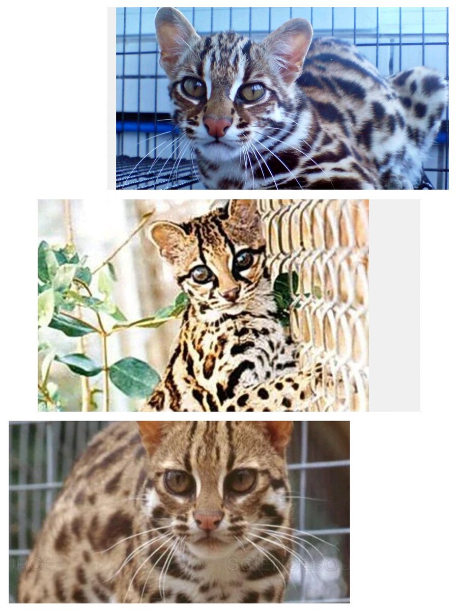 Смесь бенгала и обычной кошки