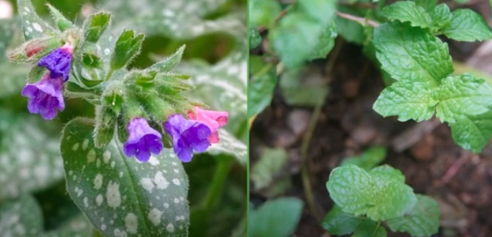 Народных рецептов существует огромное множество