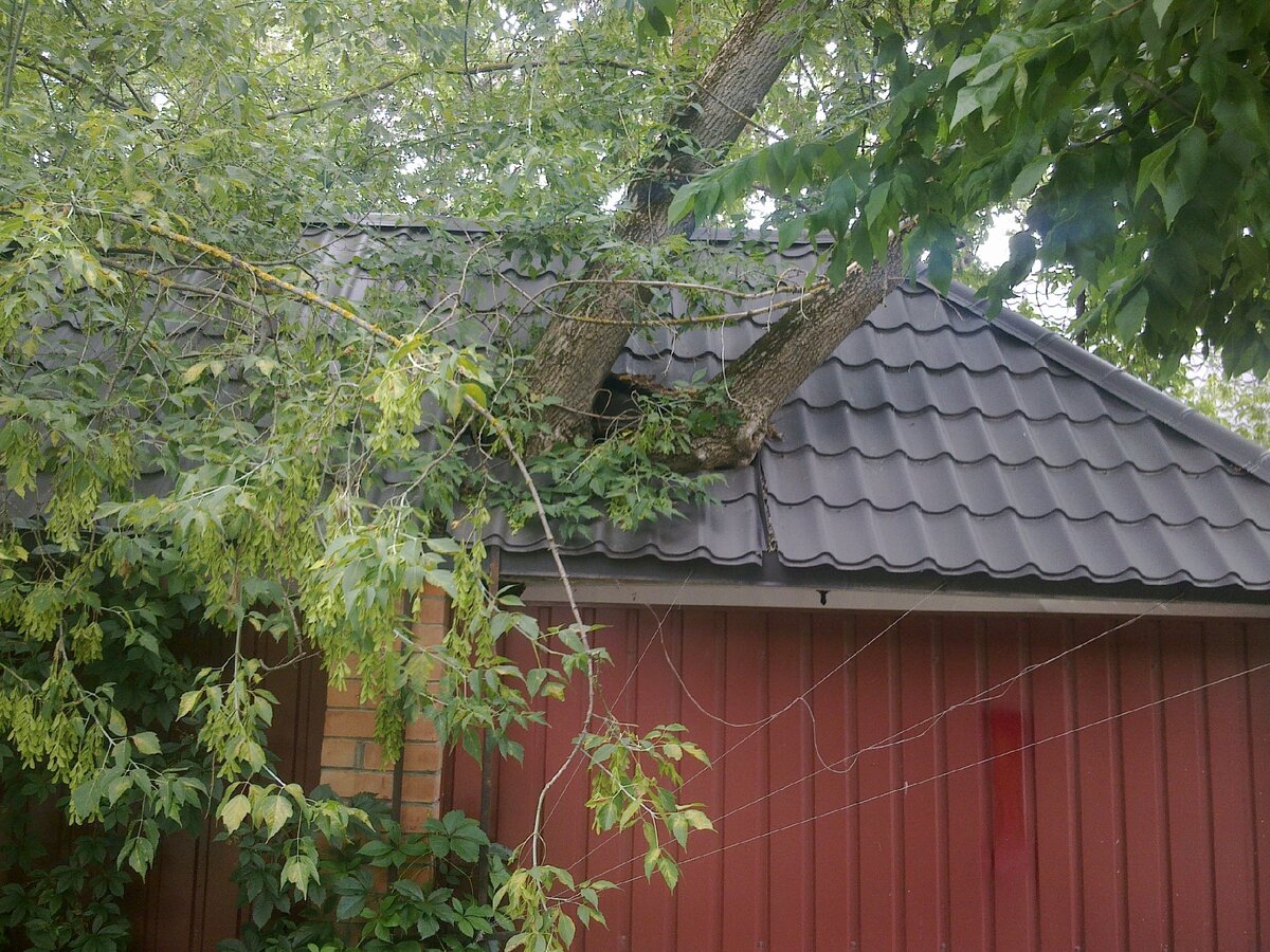 Вековая  липа, оригинально. 