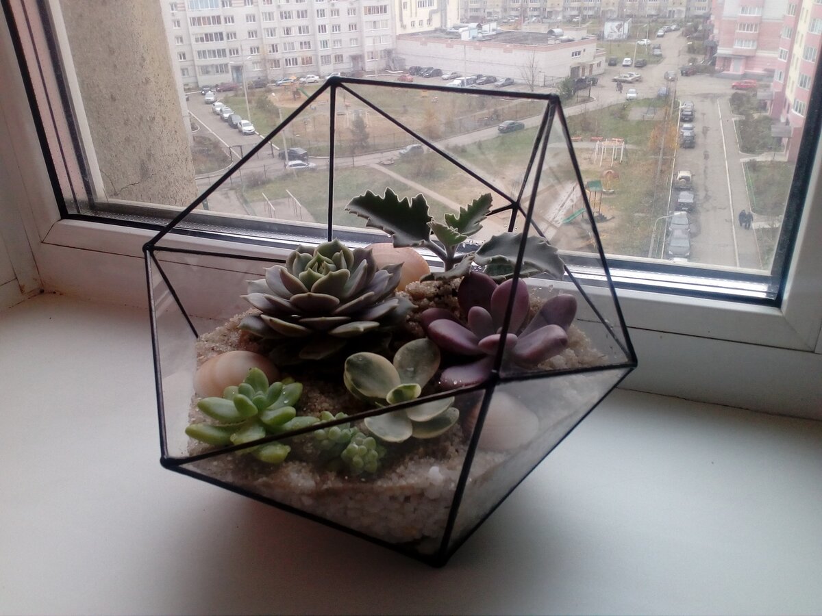 Пахифитум во флорариуме