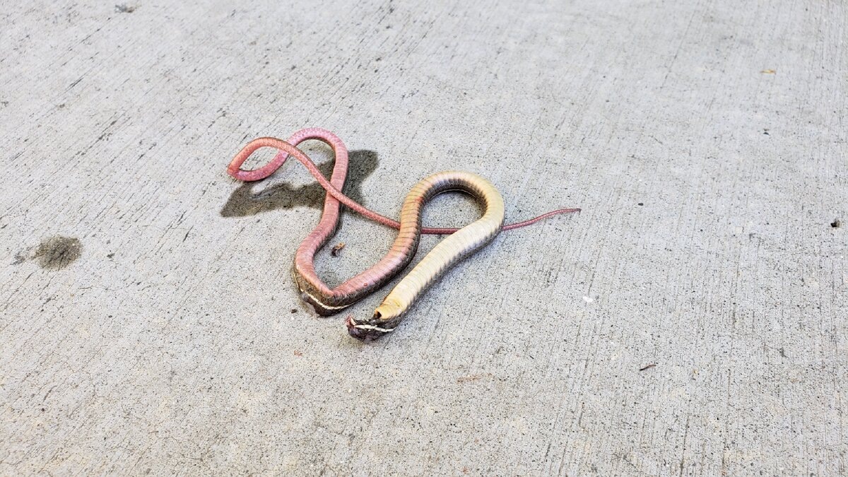 И это ещё не вся змея целиком Фото автора