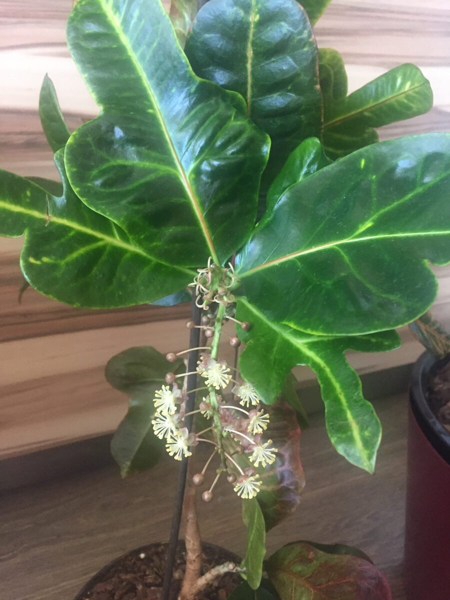 Цветение кротона