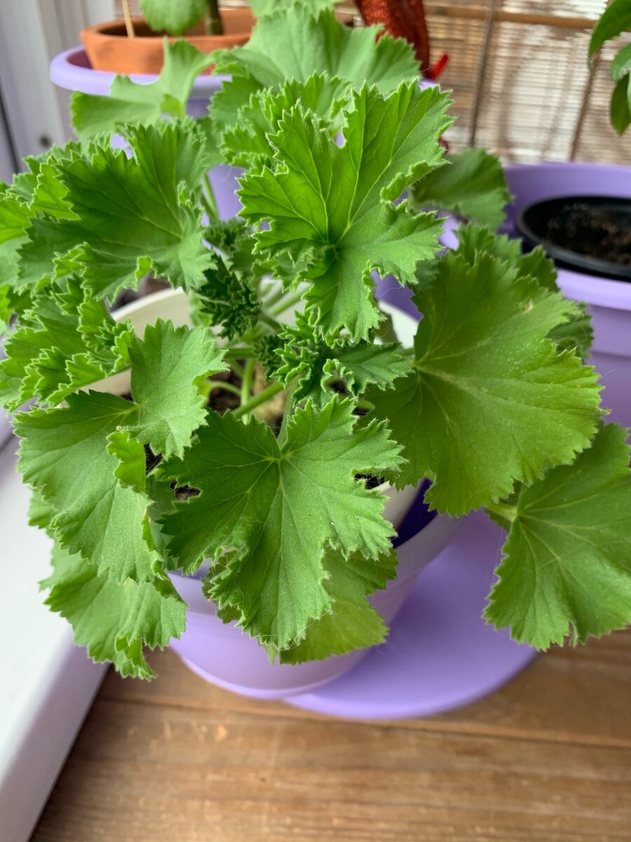 пеларгония