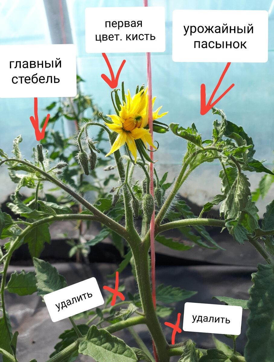 Пасынки у помидор фото где находятся