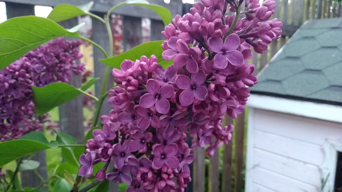 сирень имя мужское