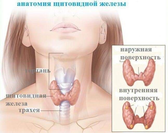 Щитовидная железа - где она?