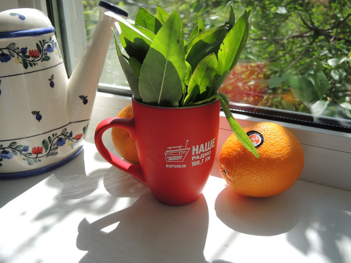 Щавель хорош во всех своих проявлениях. Суп - это понятно всем. Варенье - рекомендуем