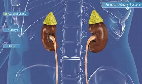 Ureterlar
