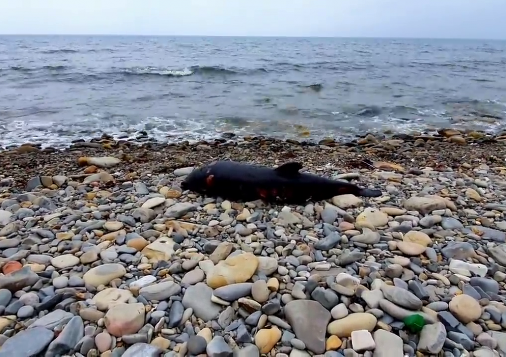 Пятно в черном море