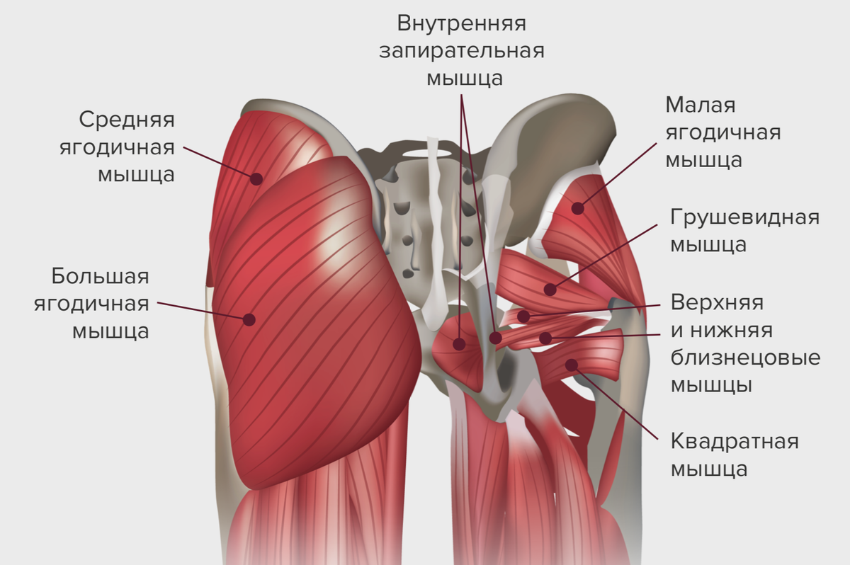 строение мышц ягодицы