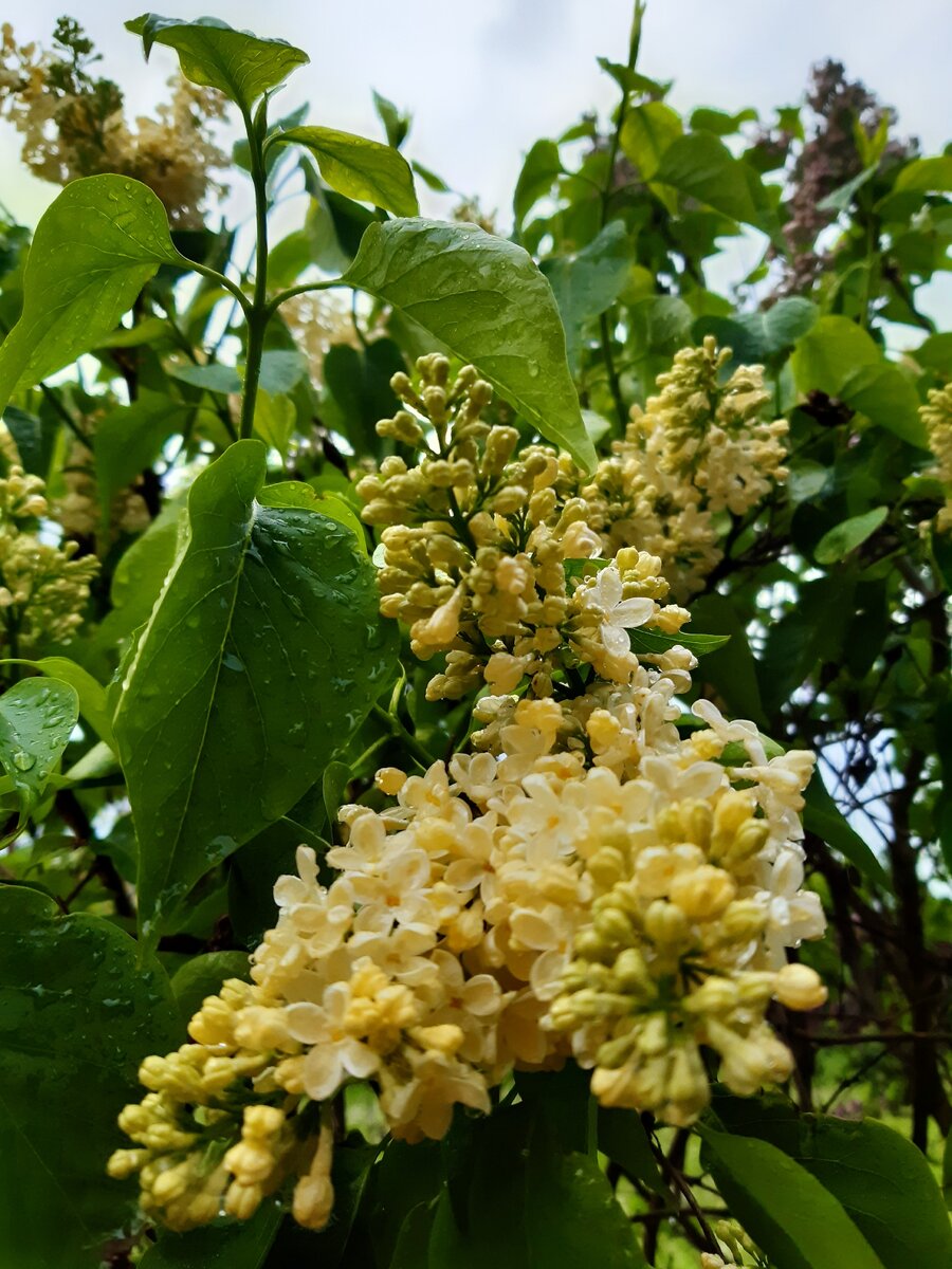 Желтая сирень