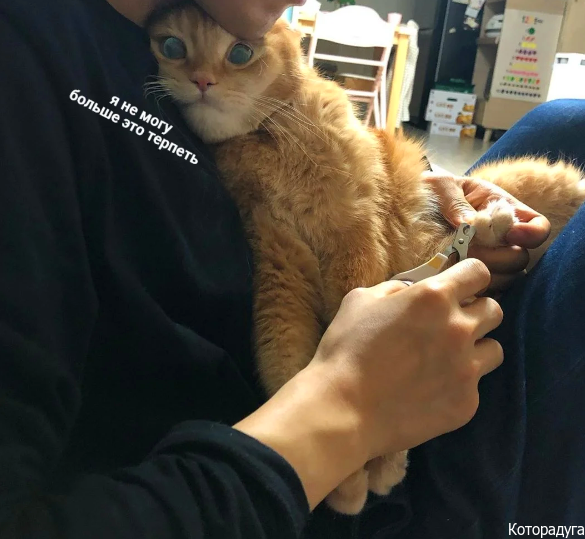 Источник: pinterest.com