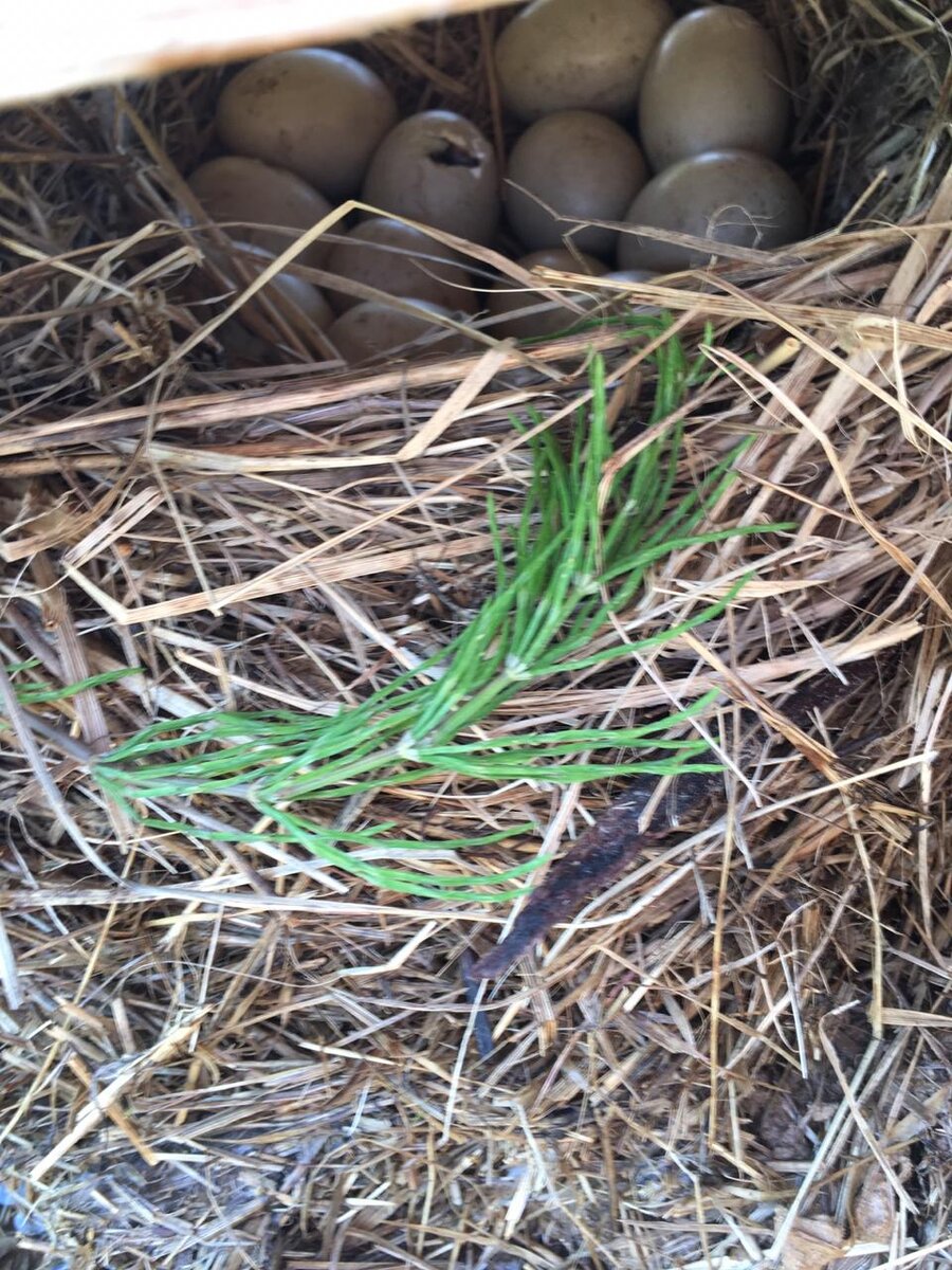 Иногда утка слетает с гнезда. Удалось сфотографировать яйца.