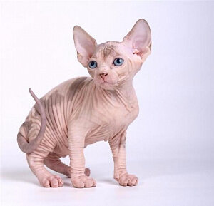 Фото бамбино