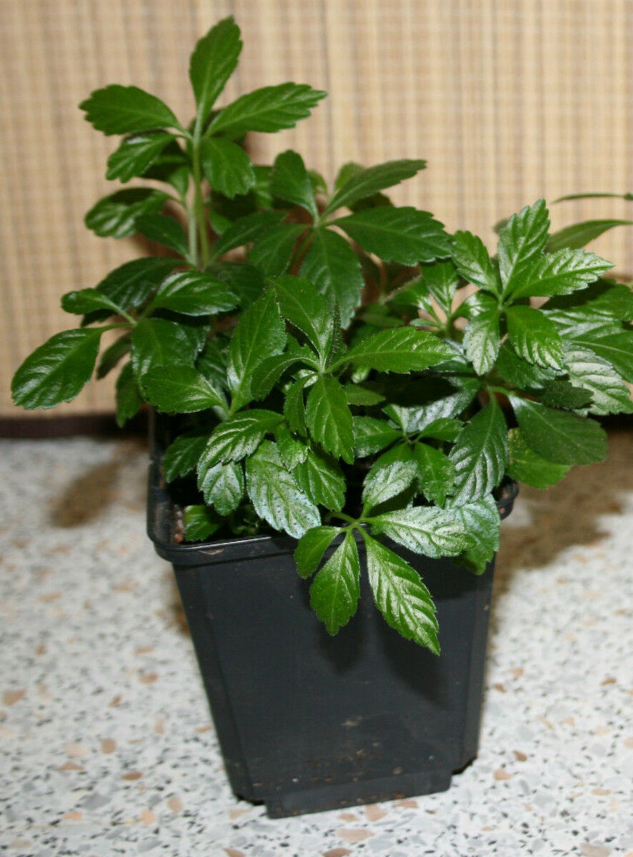 Джиаогулан 