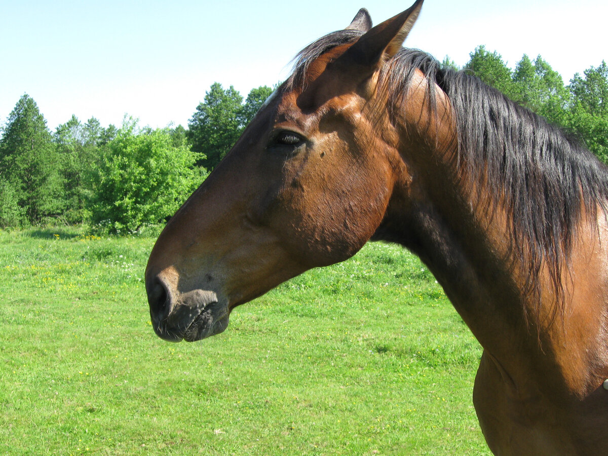 Лошадь Гонг