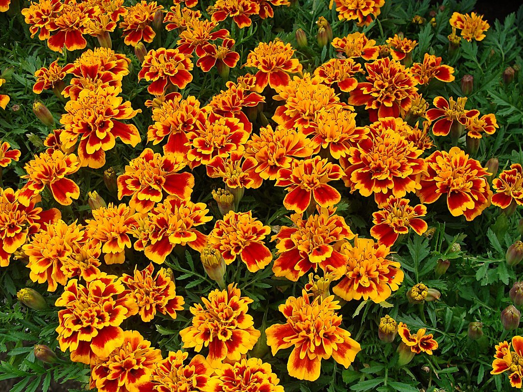 тагетес (бархатцы) — tagetes. бархатцы прямостоячие антигуа. бархатцы виды. бархатцы дуранго еллоу. бархатцы тагетес бонанза.