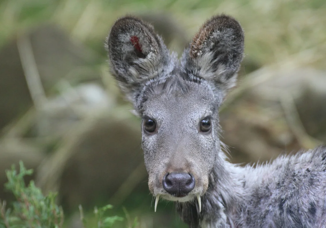 Сахалинская кабарга. Сибирская кабарга. Сахалинская кабарга Moschus moschiferus sachalinensis. Саблезубый олень кабарга. Кабарга и северный олень