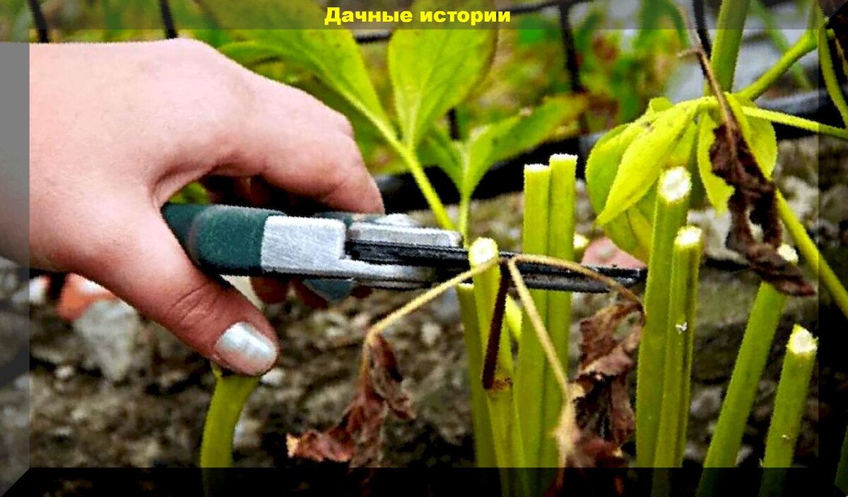 ВОТ ТАК ДЕЛАТЬ (ОБРЕЗАТЬ) КАТЕГОРИЧЕСКИ НЕЛЬЗЯ.https://vk.com/photo-159774511_457243883