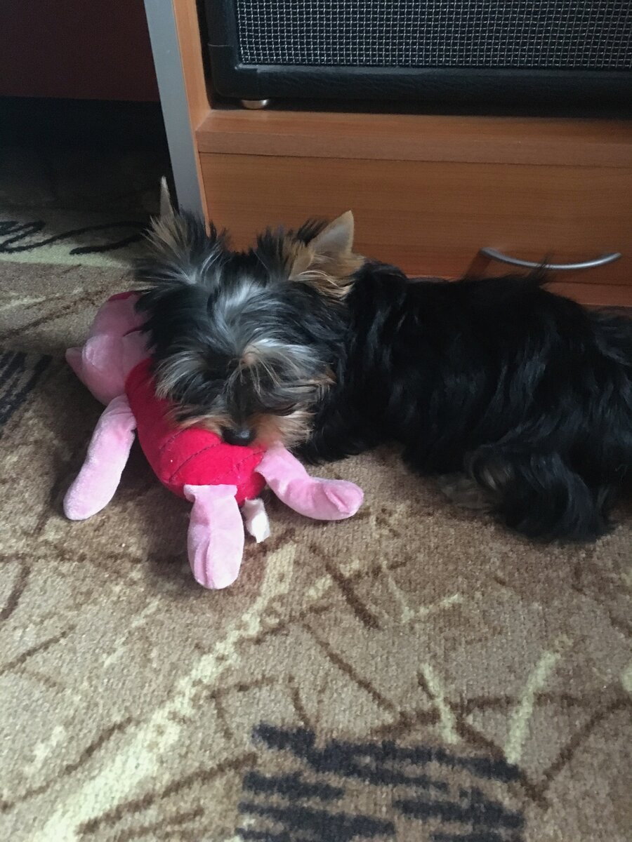 Маленькая Милашка  первую неделю дома 