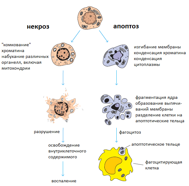 Разница некроза и апоптоза. Взято из курса В. А. Фуралева.