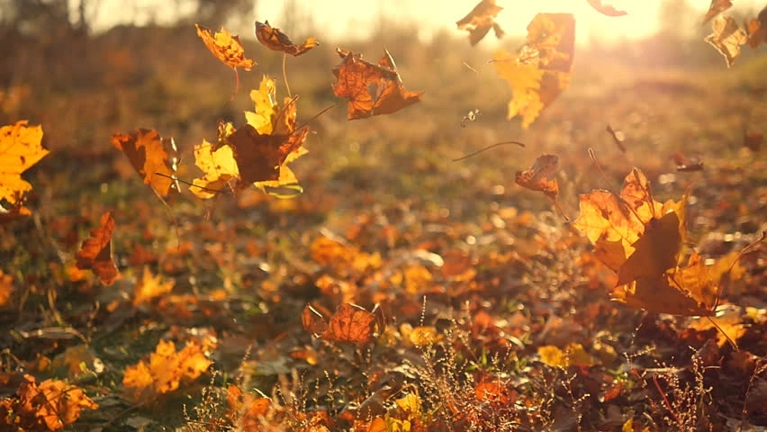 Слушая гул осеннего ветра. Падающие листья. Падающие осенние листья. Осень листопад. Листья кружатся.