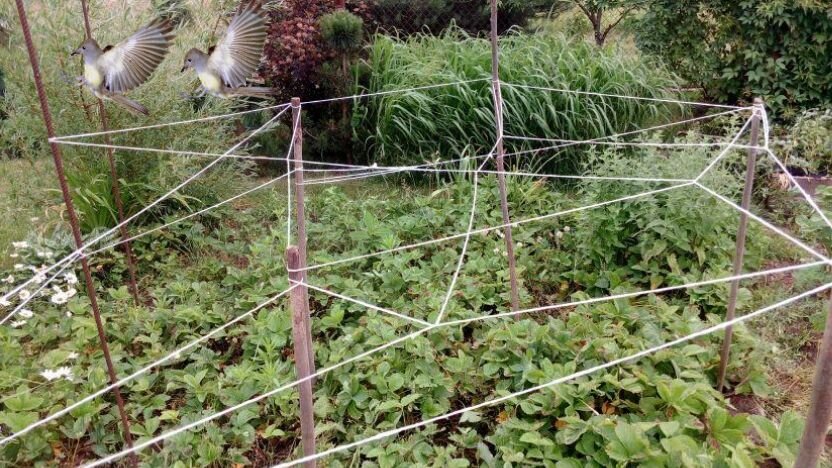 Защищаем клубнику от непрошеных пернатых гостей. Фото автора