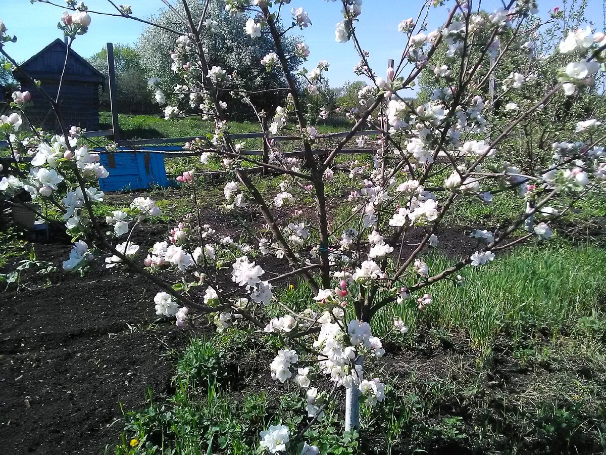 Яблони в цвету-какое чудо!  Такая же молодая, как моя первая любовь. Фото автора.