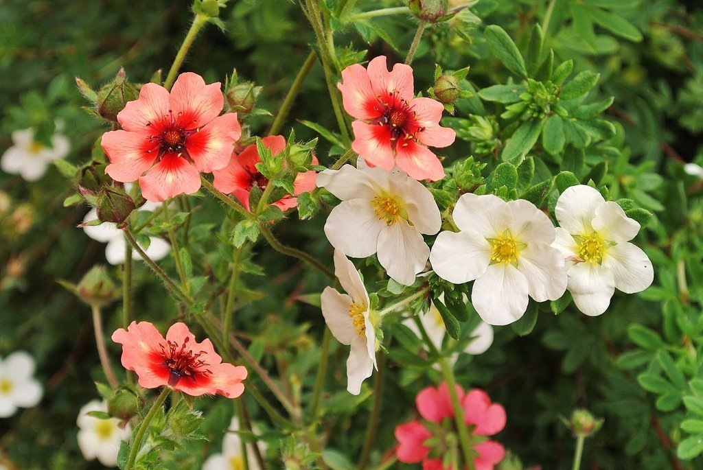 ЛАПЧАТКА ТРАВЯНИСТАЯ