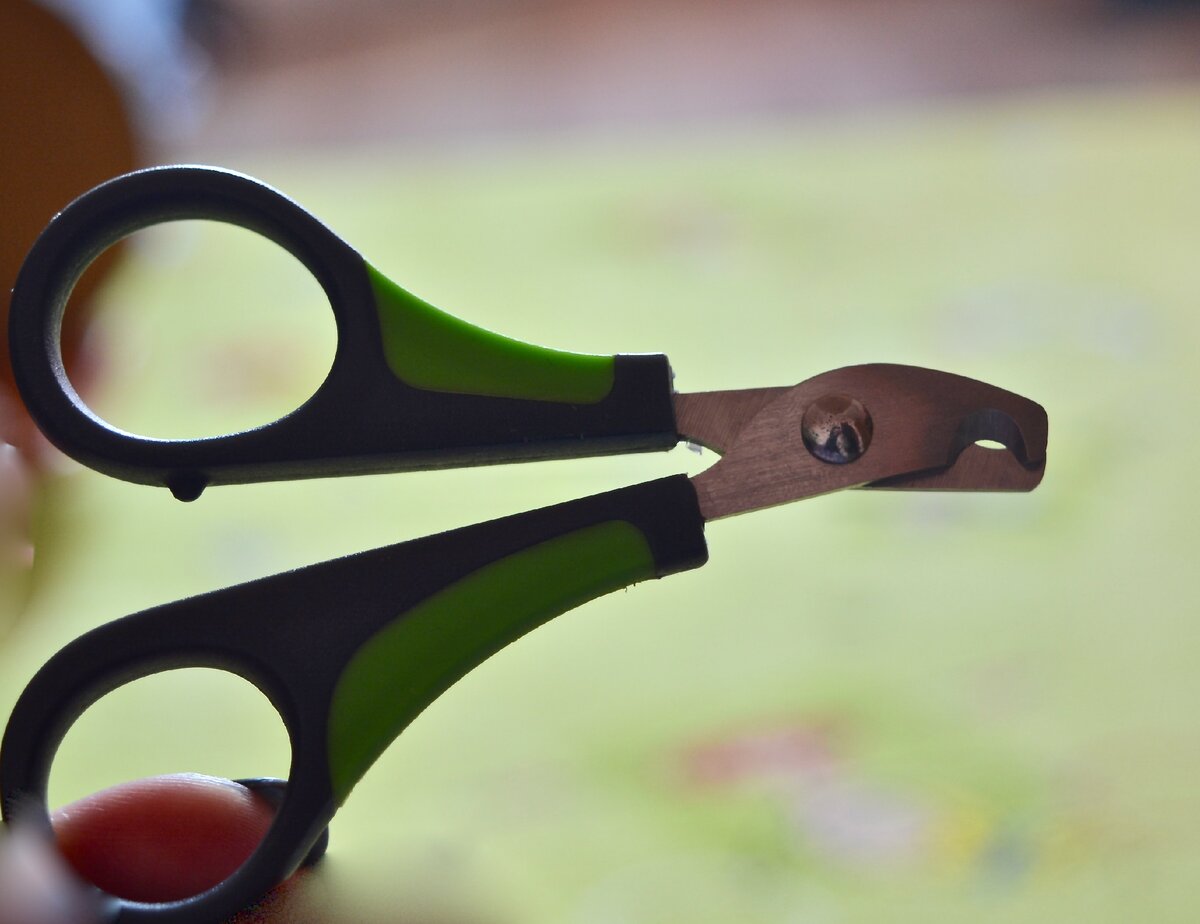 Вот такие ножницы для свинок и кроликов