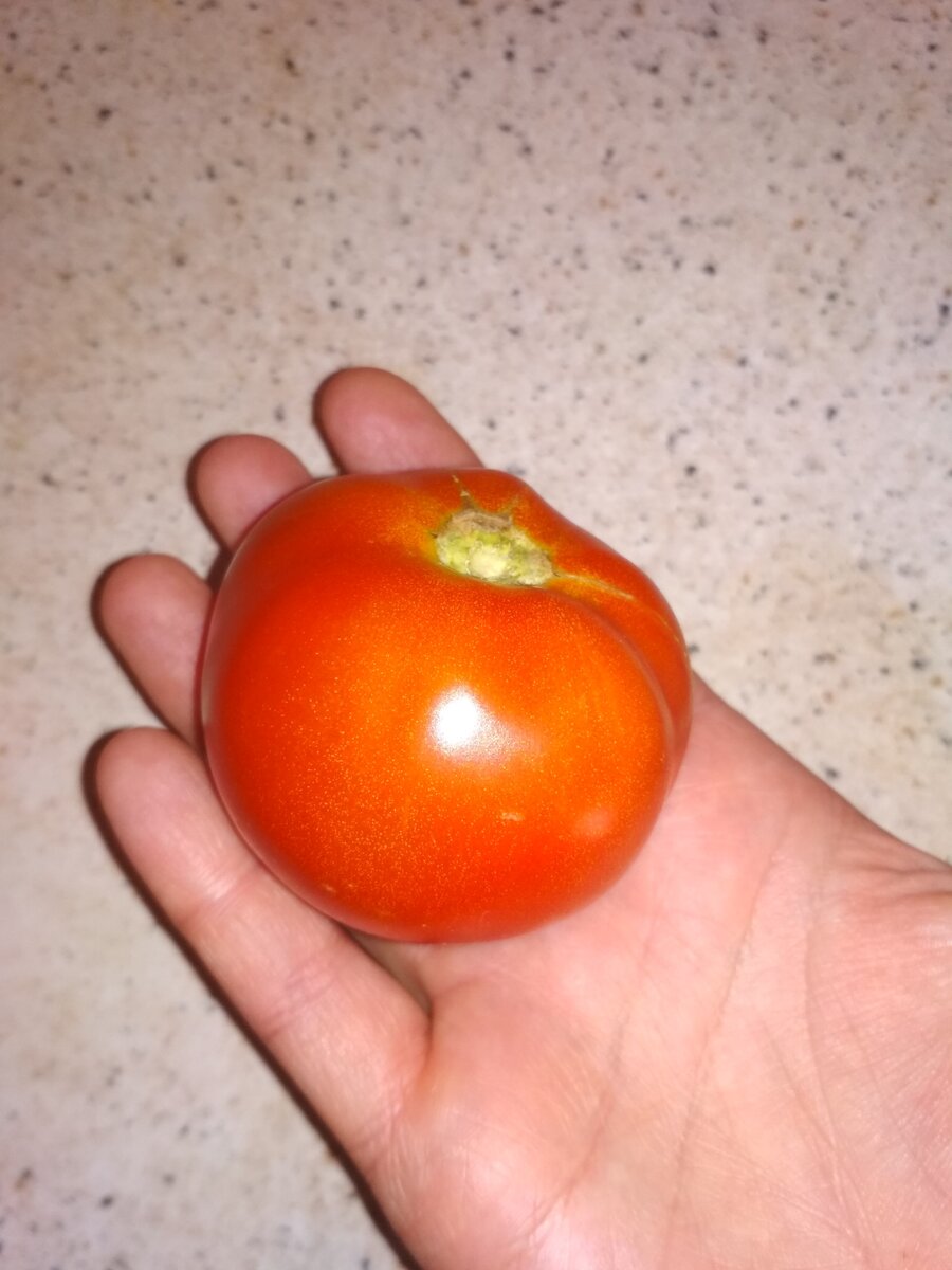 Подвязка помидор 