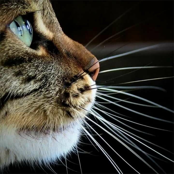 Они позволяют обнаруживать препятствия в темноте. Ведь чтобы пользоваться данными, поступающими от усов, кошке не обязательно вводить их в контакт с предметом!