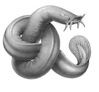 Миксина обыкновенная