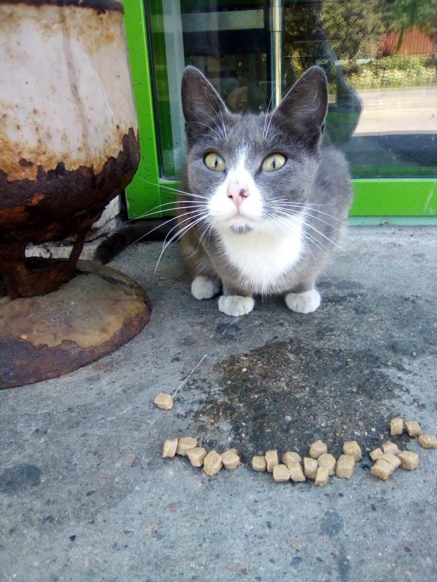 Подброшенная кошечка